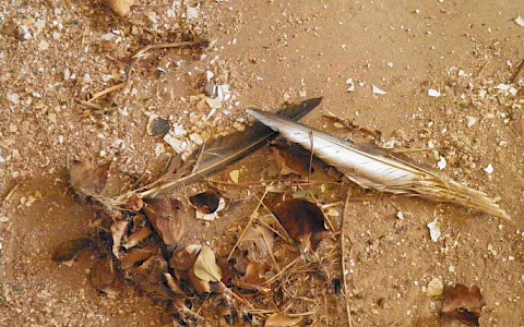 Otrovana ptica na Mamuli